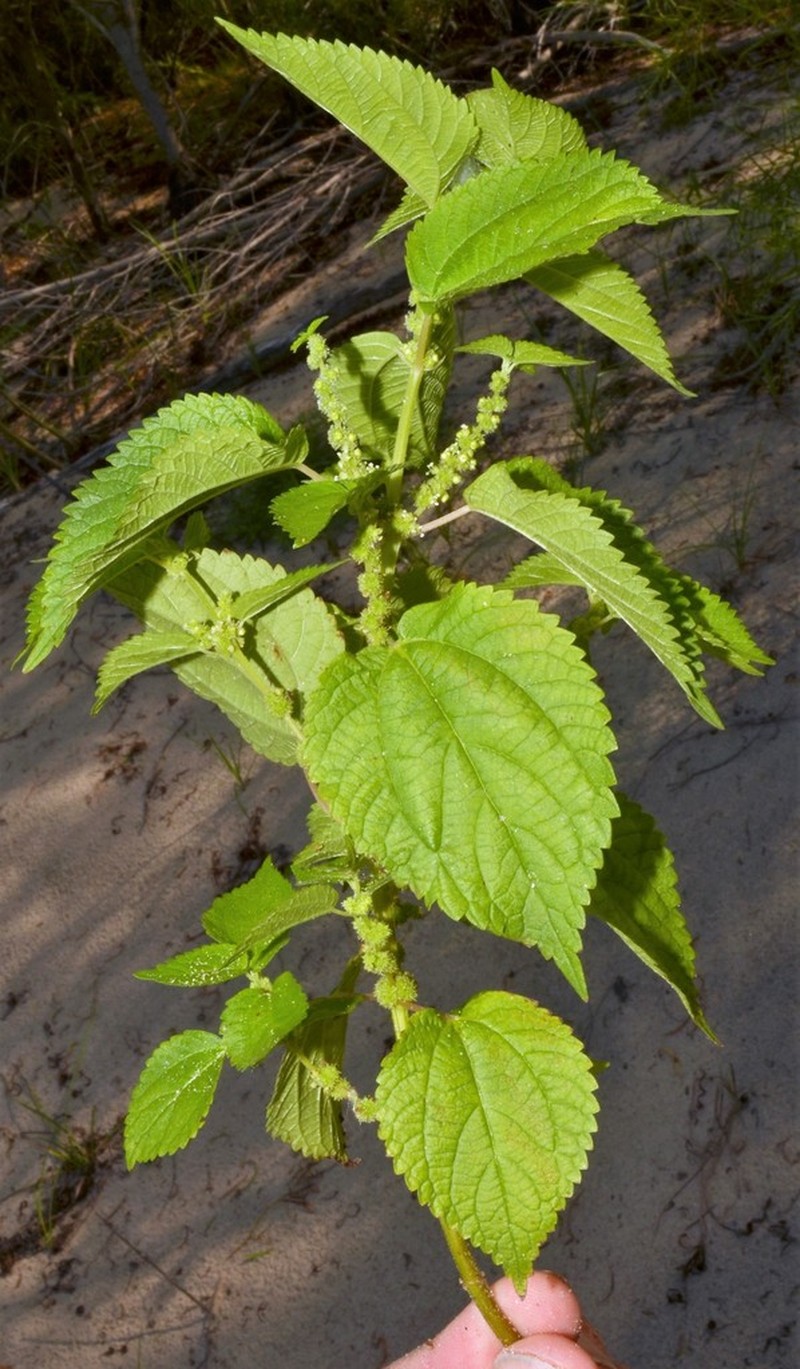 Smallspike False Nettle photo 6