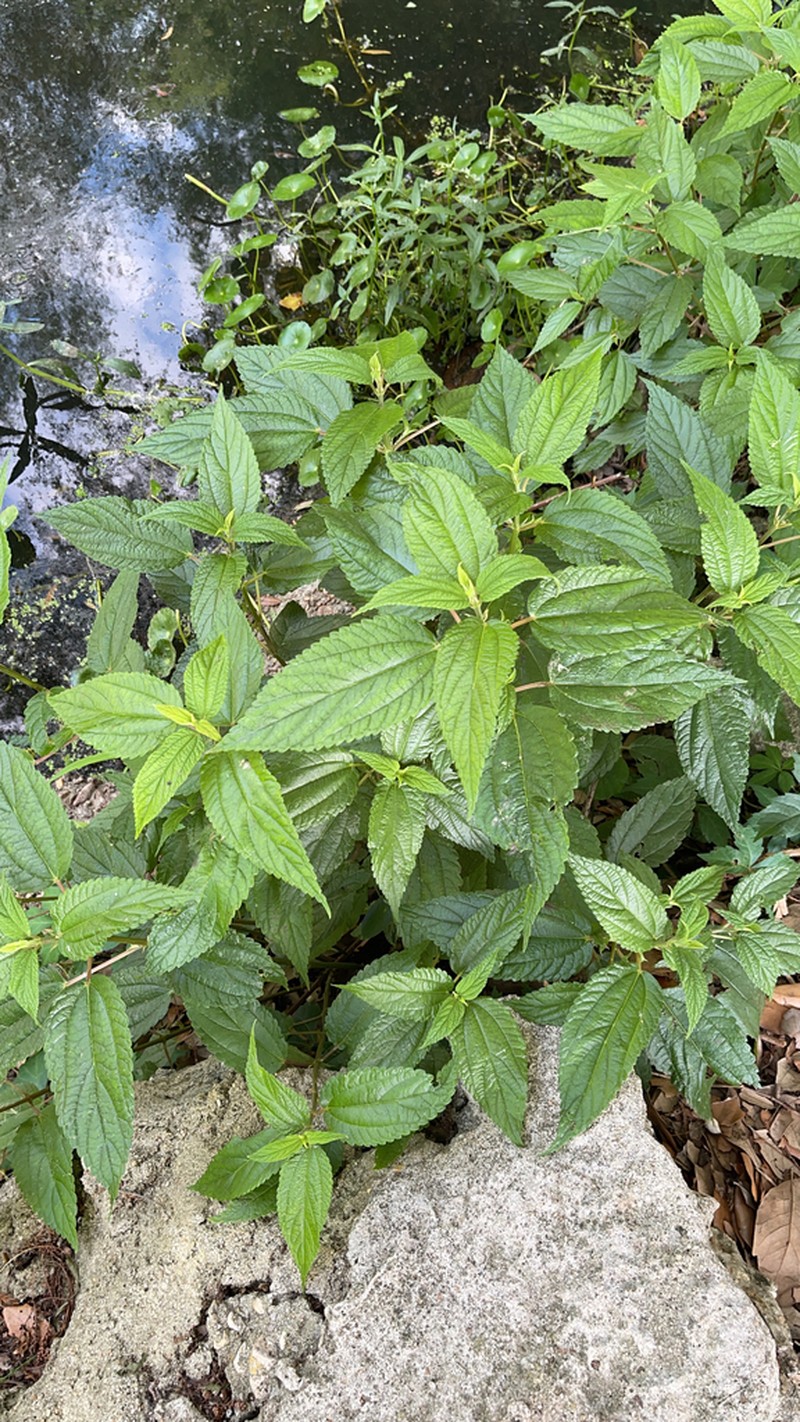 Smallspike False Nettle photo 7