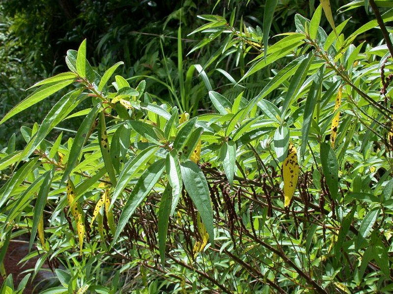 Boehmeria densiflora
