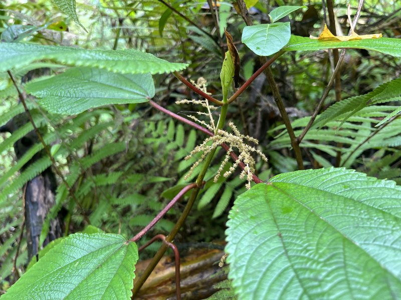 Hawai'I False Nettle