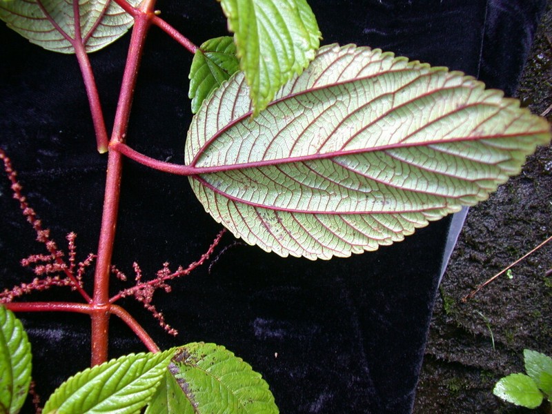 Hawai'I False Nettle