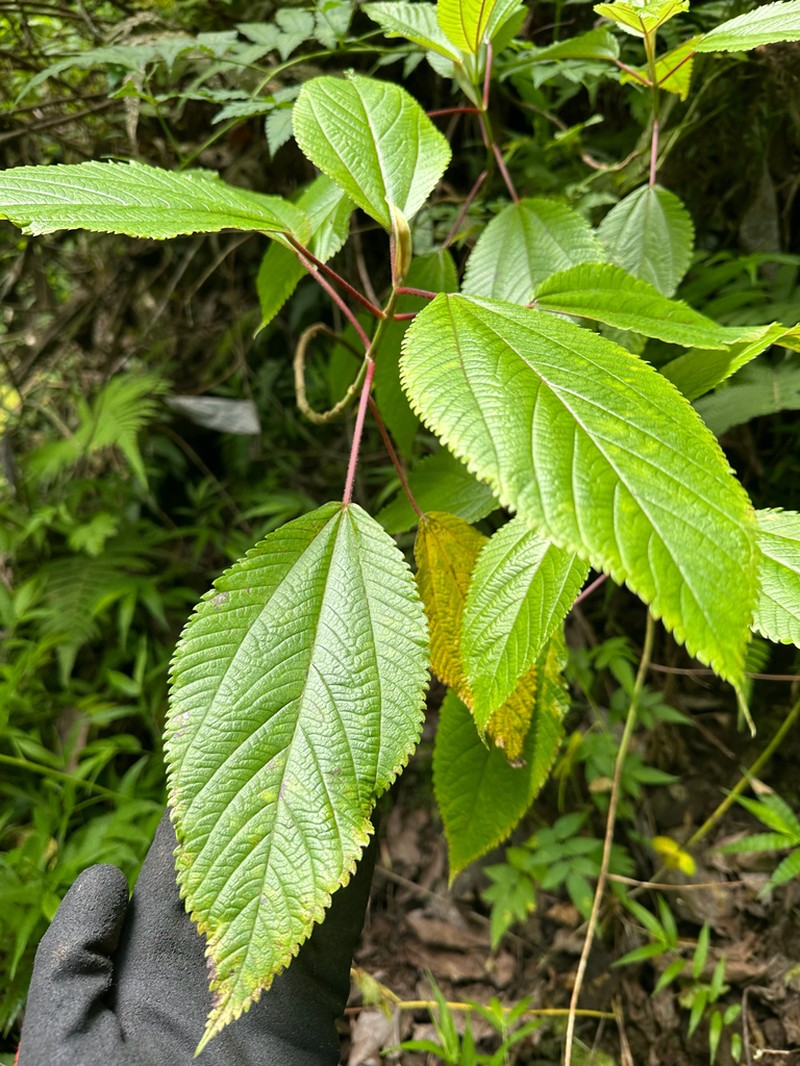 Hawai'I False Nettle photo 2