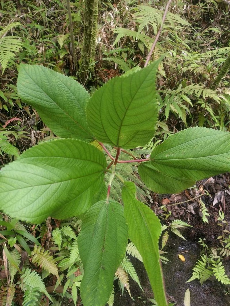 Hawai'I False Nettle photo 3