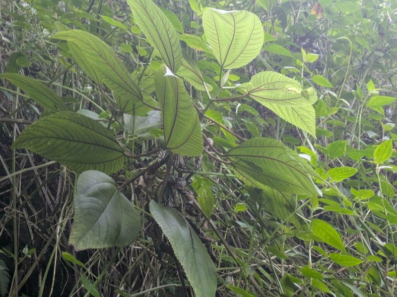 Hawai'I False Nettle photo 4