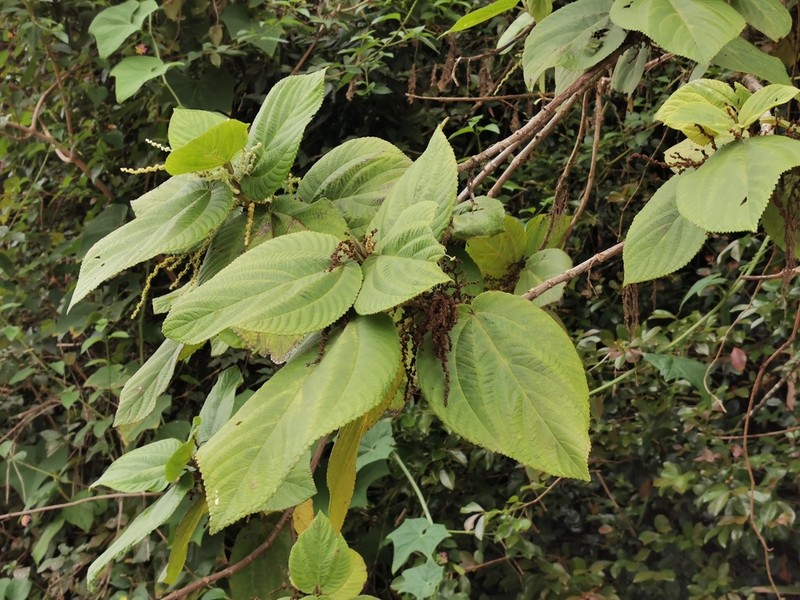 Hawai'I False Nettle photo 5