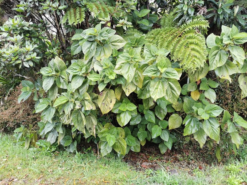 Hawai'I False Nettle photo 6