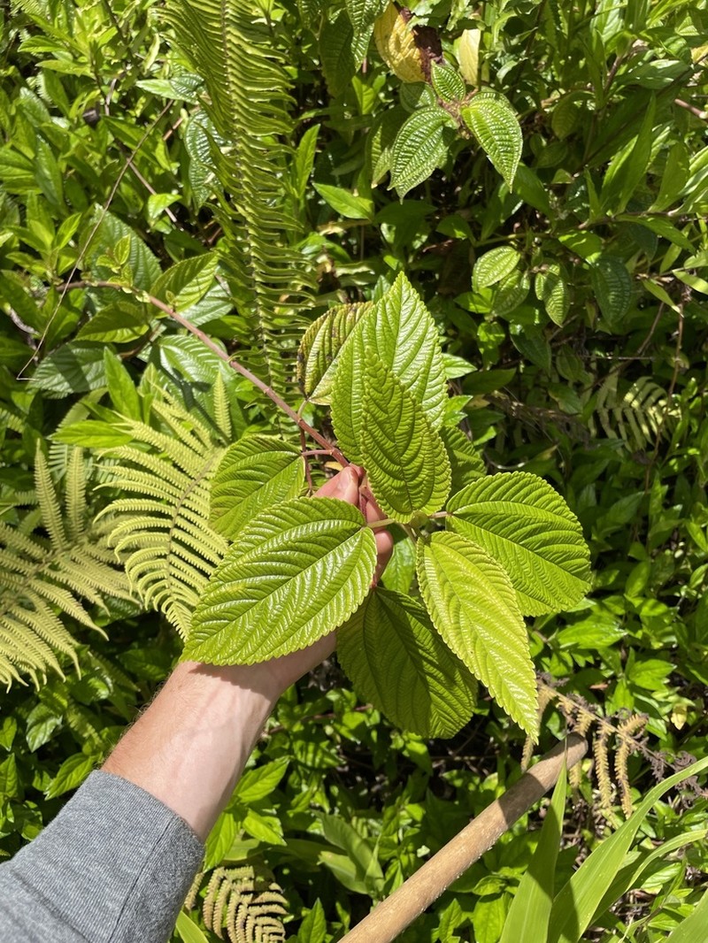 Hawai'I False Nettle photo 7