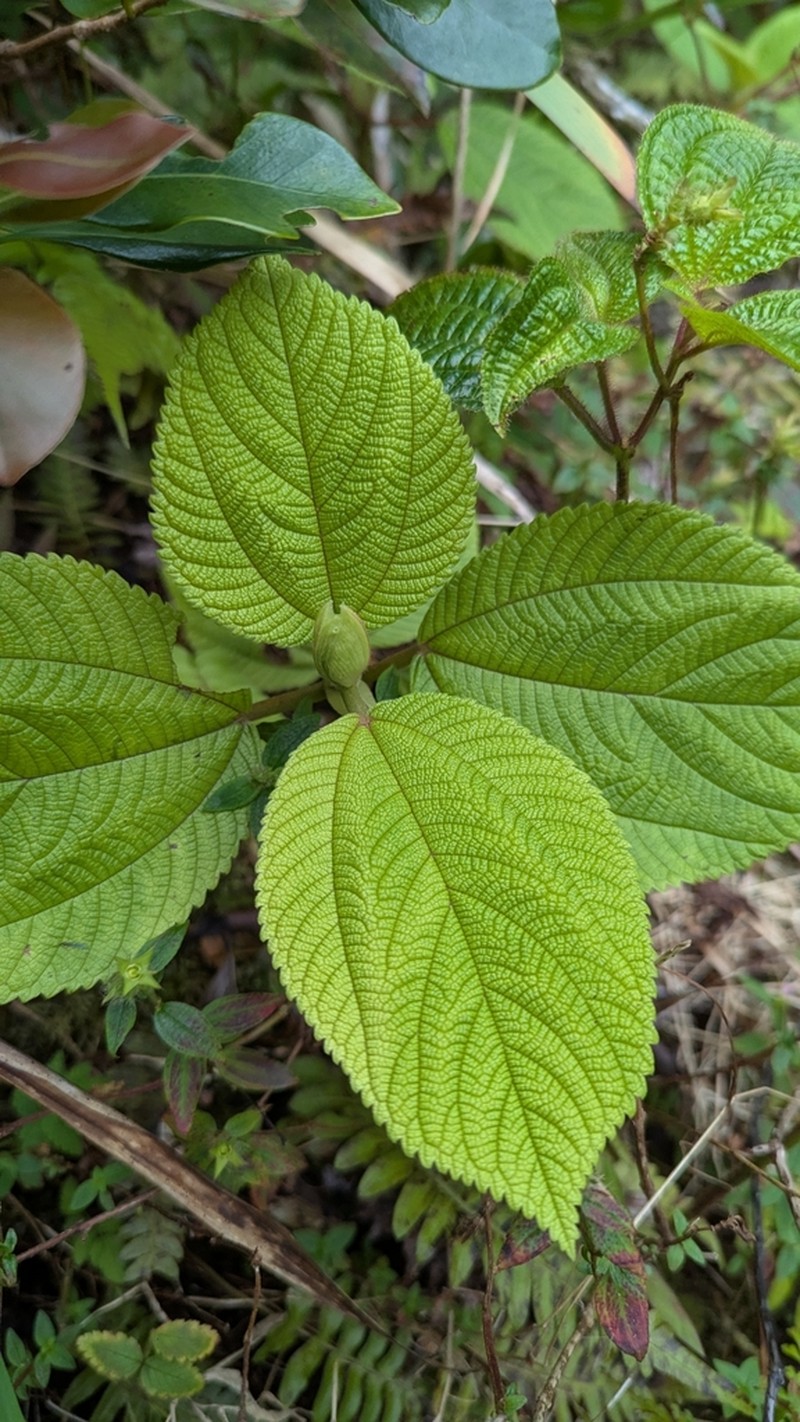 Hawai'I False Nettle photo 8