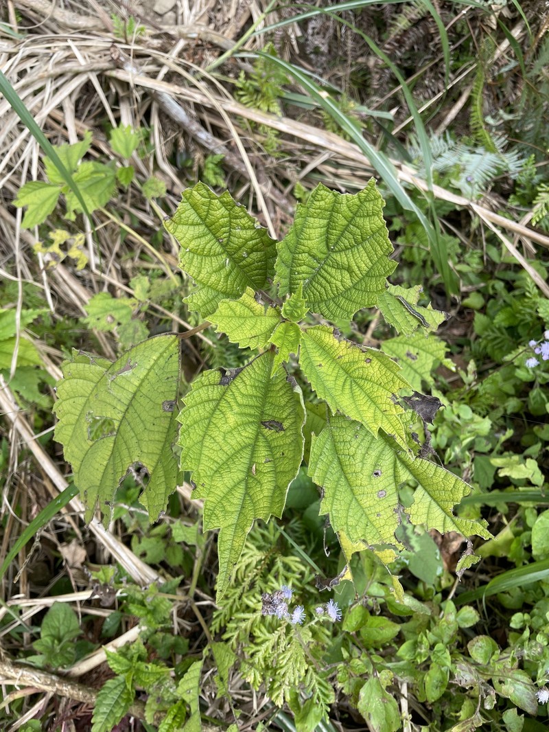 Boehmeria japonica var. japonica