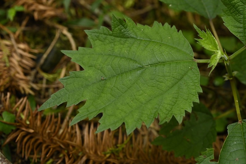 Boehmeria japonica var. japonica photo 2