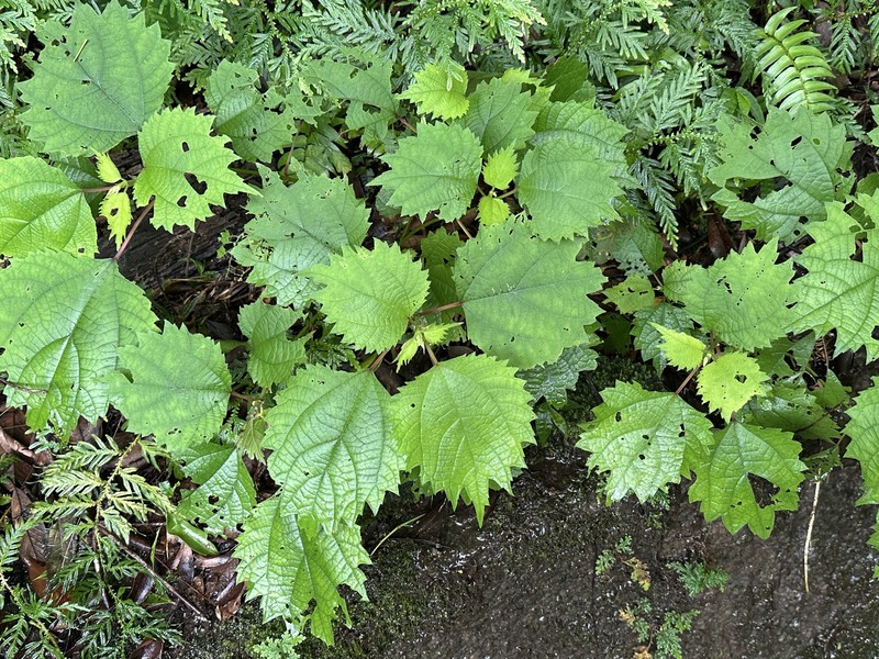 Boehmeria japonica var. japonica photo 3