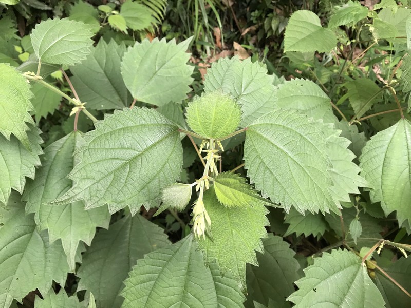 Boehmeria japonica var. japonica photo 4