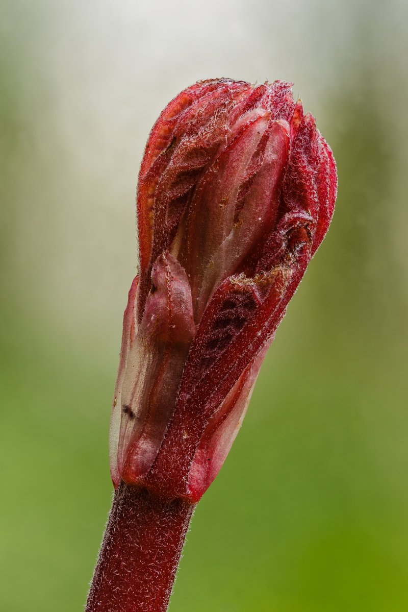 Chinese Grass photo 2