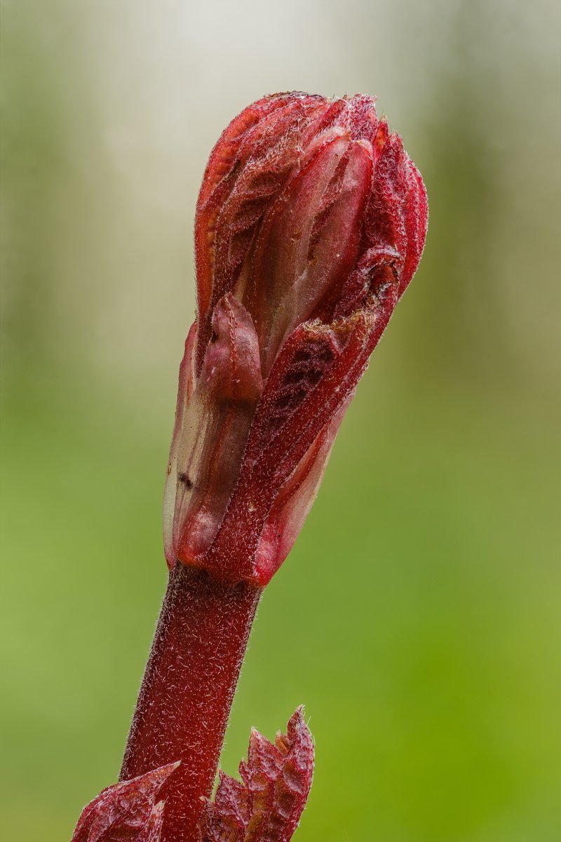 Chinese Grass photo 3