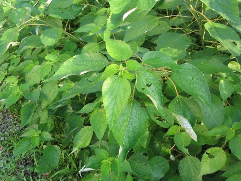 Chinese Grass photo 4