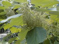 Chinese Grass