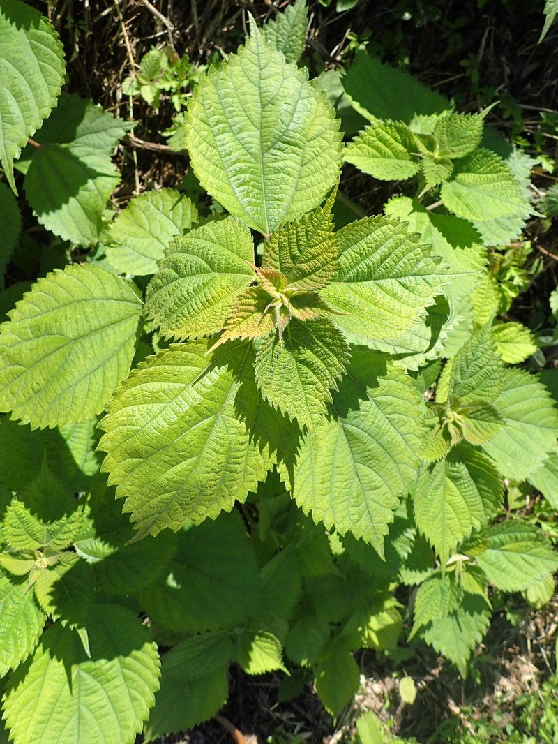 Chinese Grass photo 8