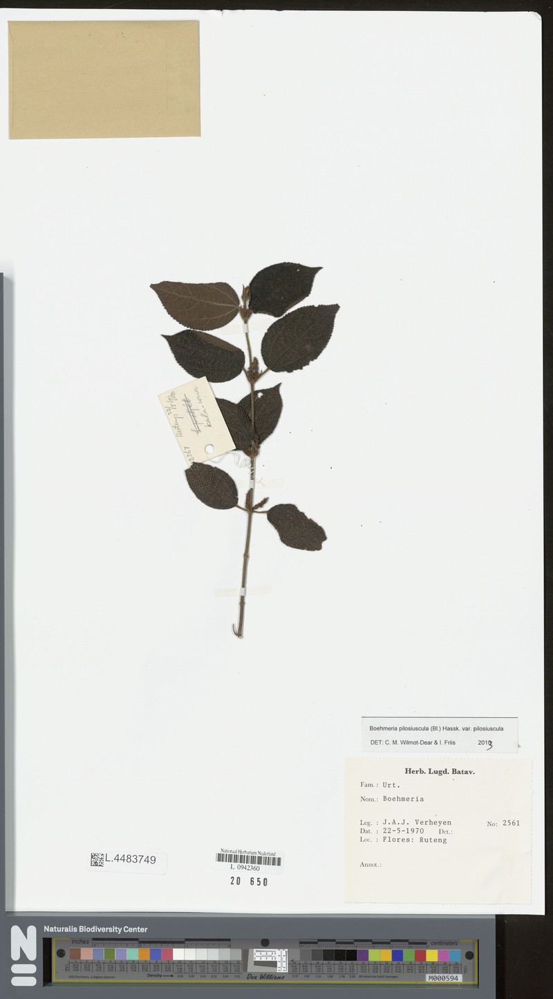 Boehmeria pilosiuscula var. pilosiuscula