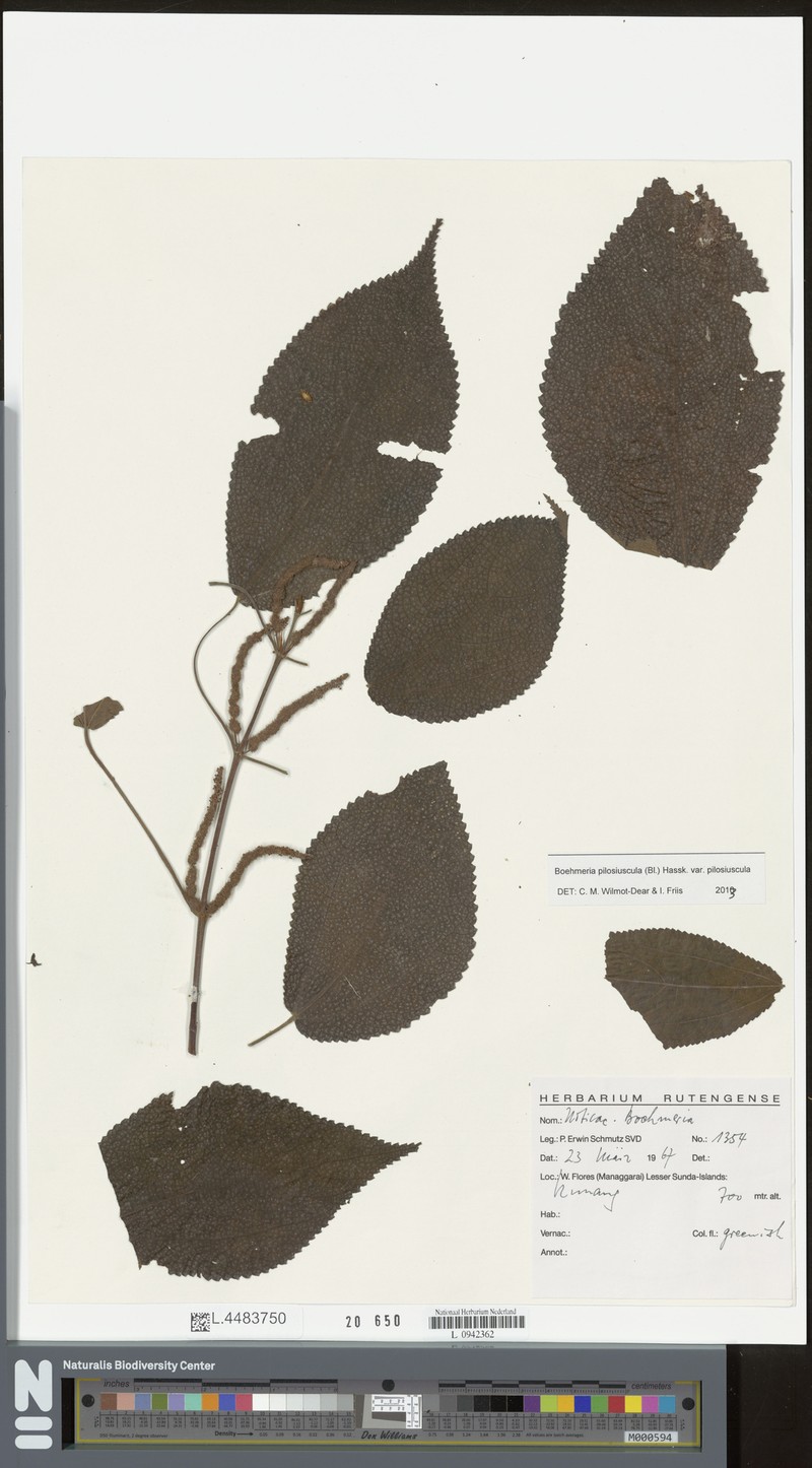 Boehmeria pilosiuscula var. pilosiuscula photo 2