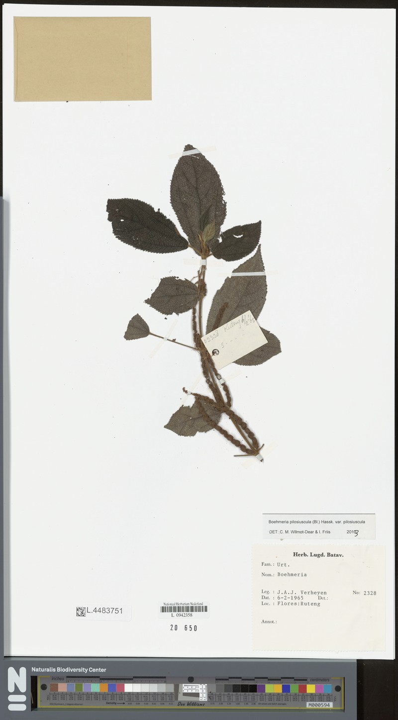 Boehmeria pilosiuscula var. pilosiuscula photo 3