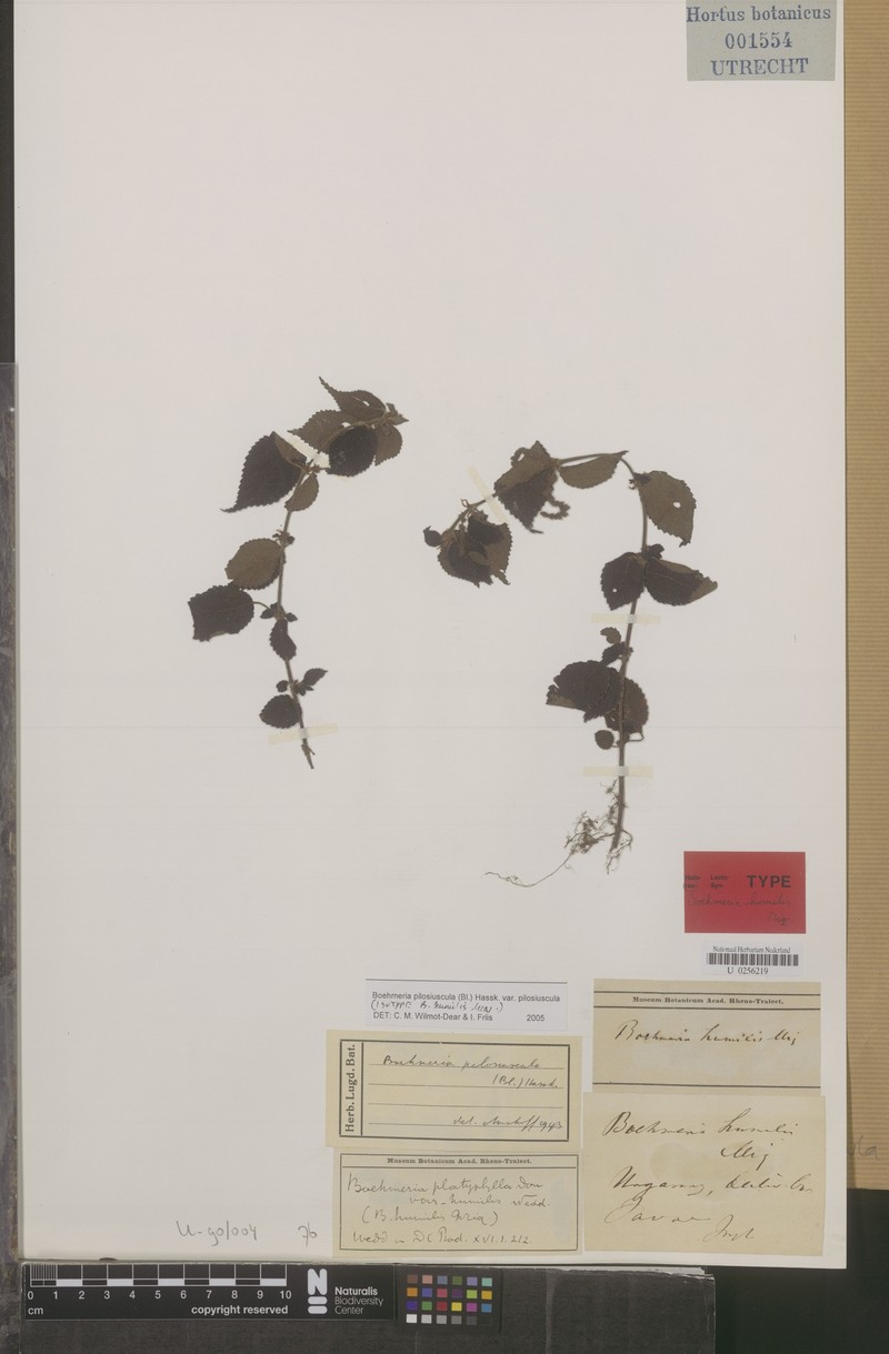 Boehmeria pilosiuscula var. pilosiuscula photo 4