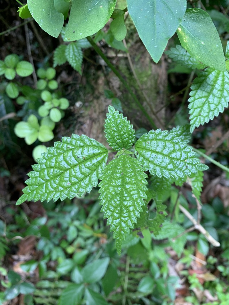 West Indian False Nettle photo 2