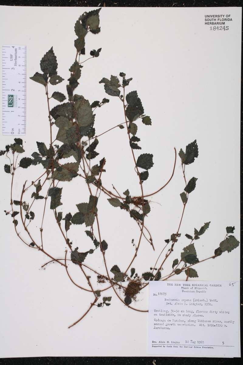 West Indian False Nettle photo 3
