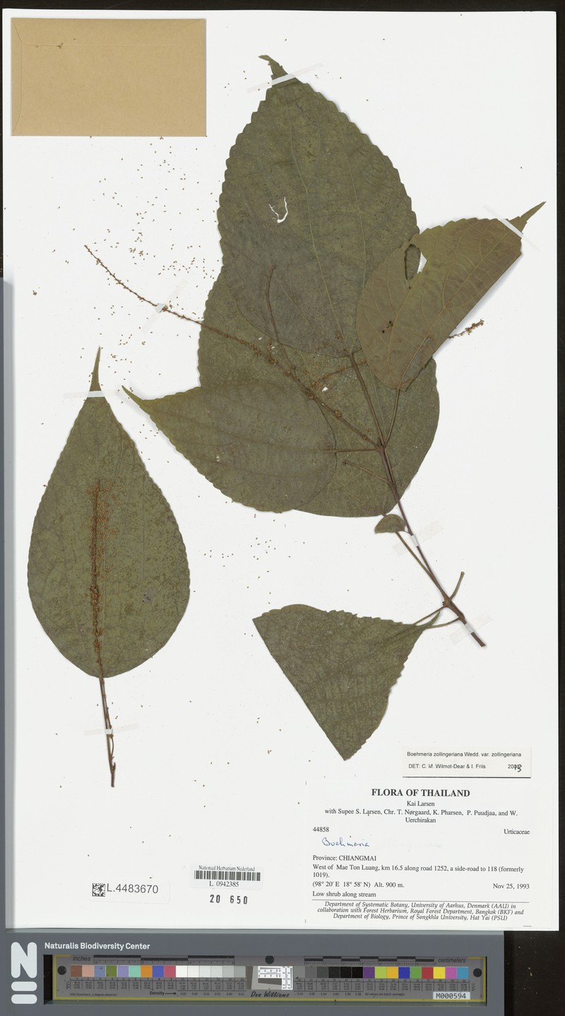 Boehmeria zollingeriana var. zollingeriana