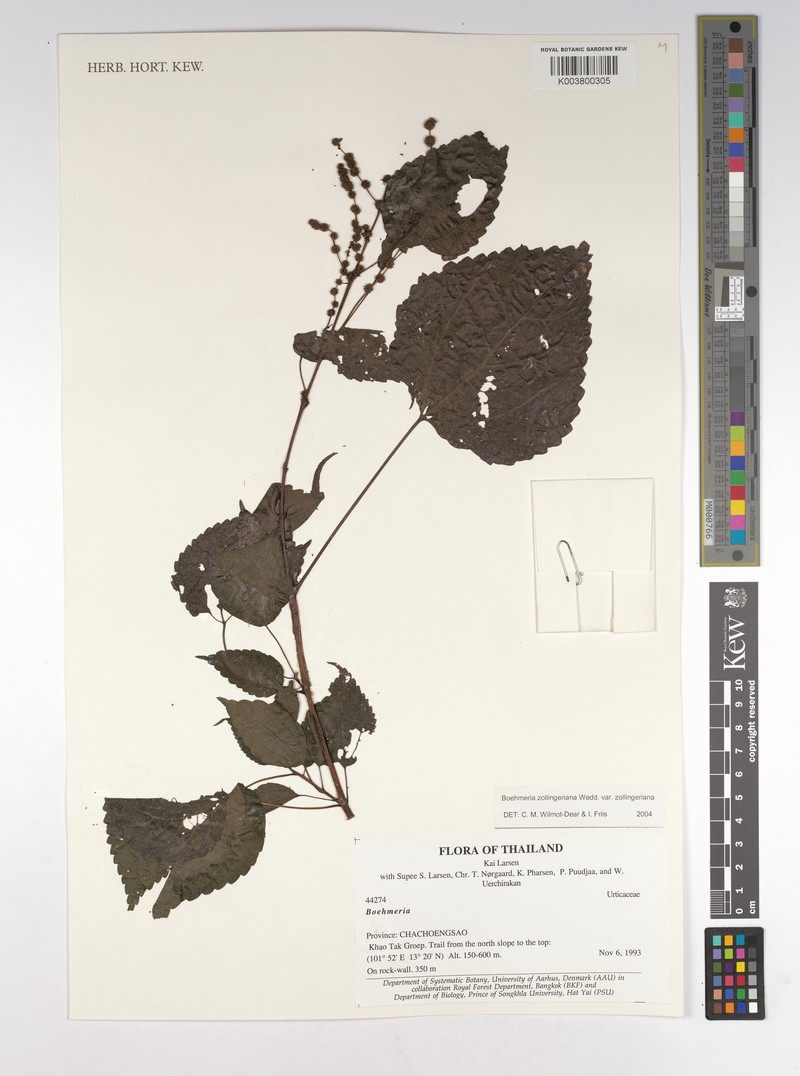 Boehmeria zollingeriana var. zollingeriana photo 2