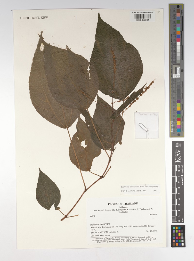Boehmeria zollingeriana var. zollingeriana photo 3