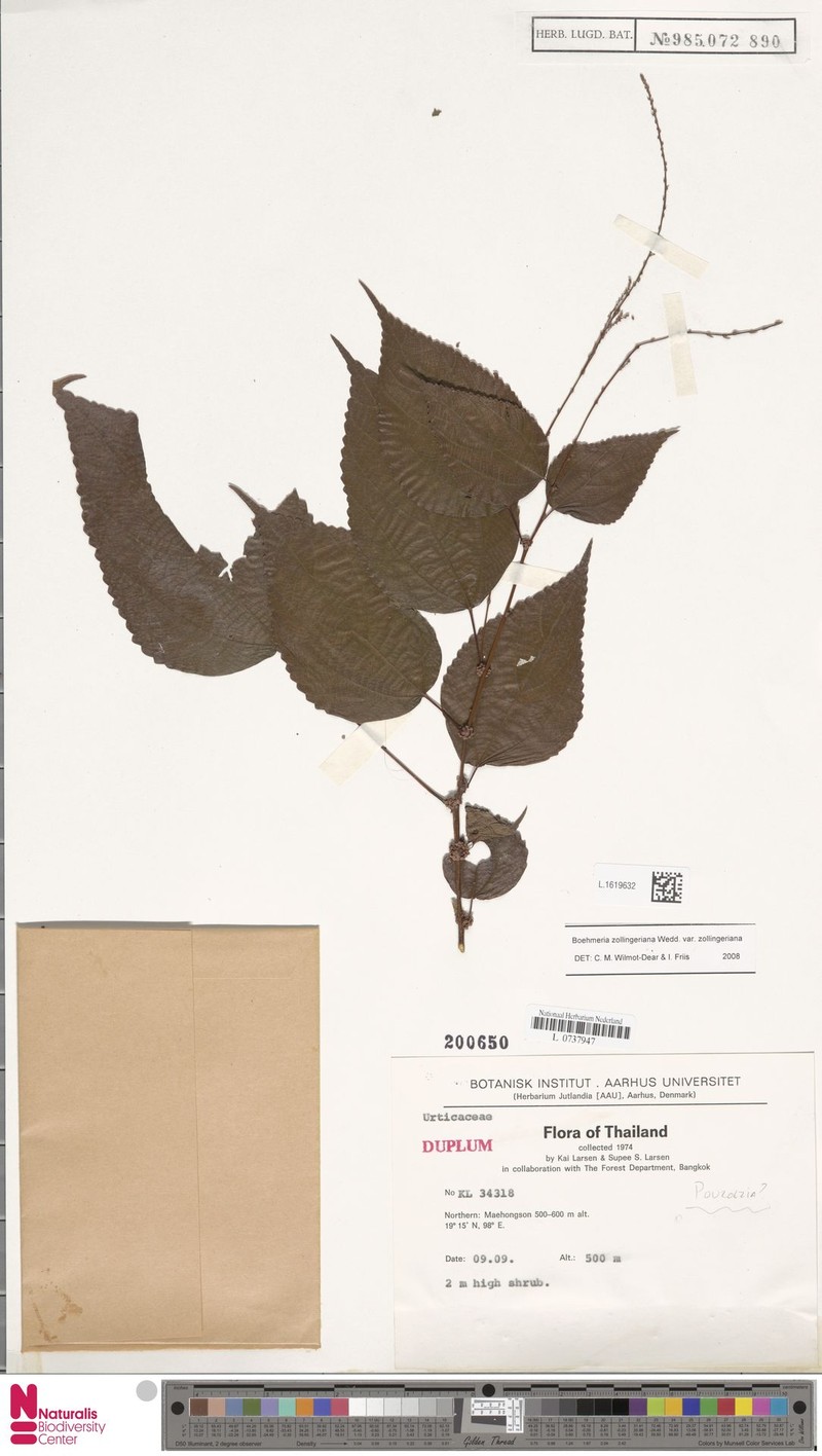Boehmeria zollingeriana var. zollingeriana photo 4