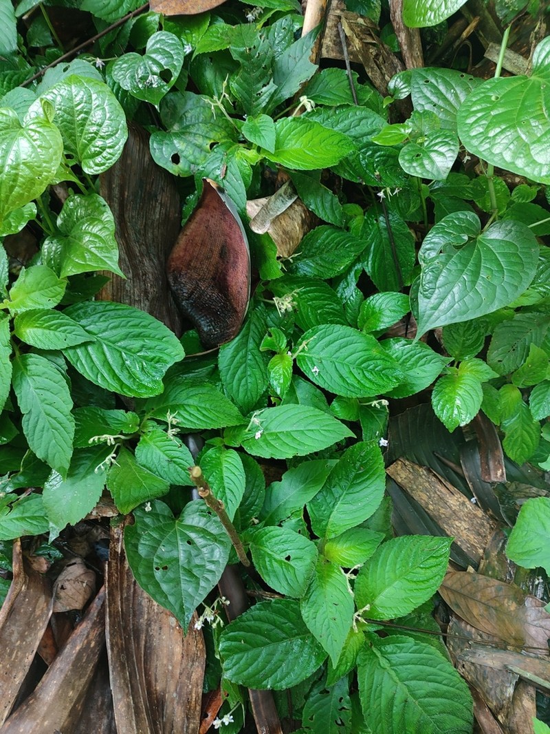 Boeica clarkei