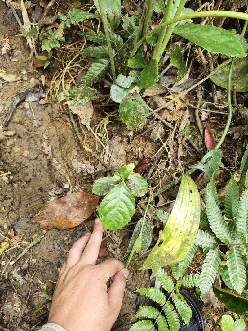 Boeica konchurangensis