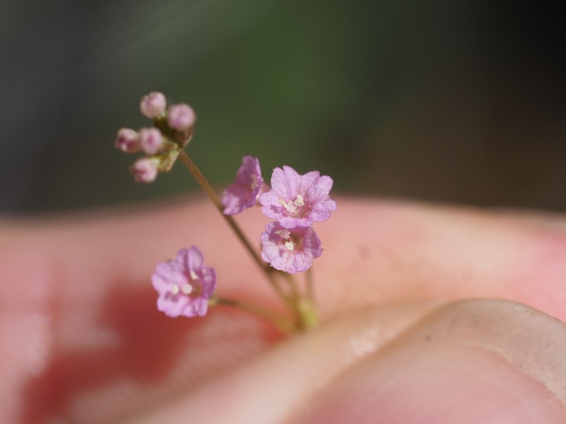 Sharp-Leaf Spiderling photo 2