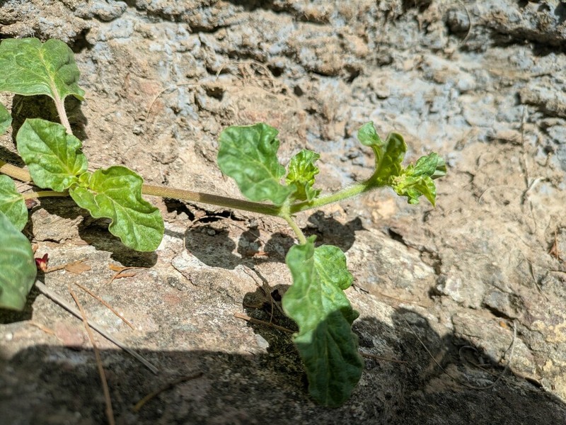 Sharp-Leaf Spiderling photo 5