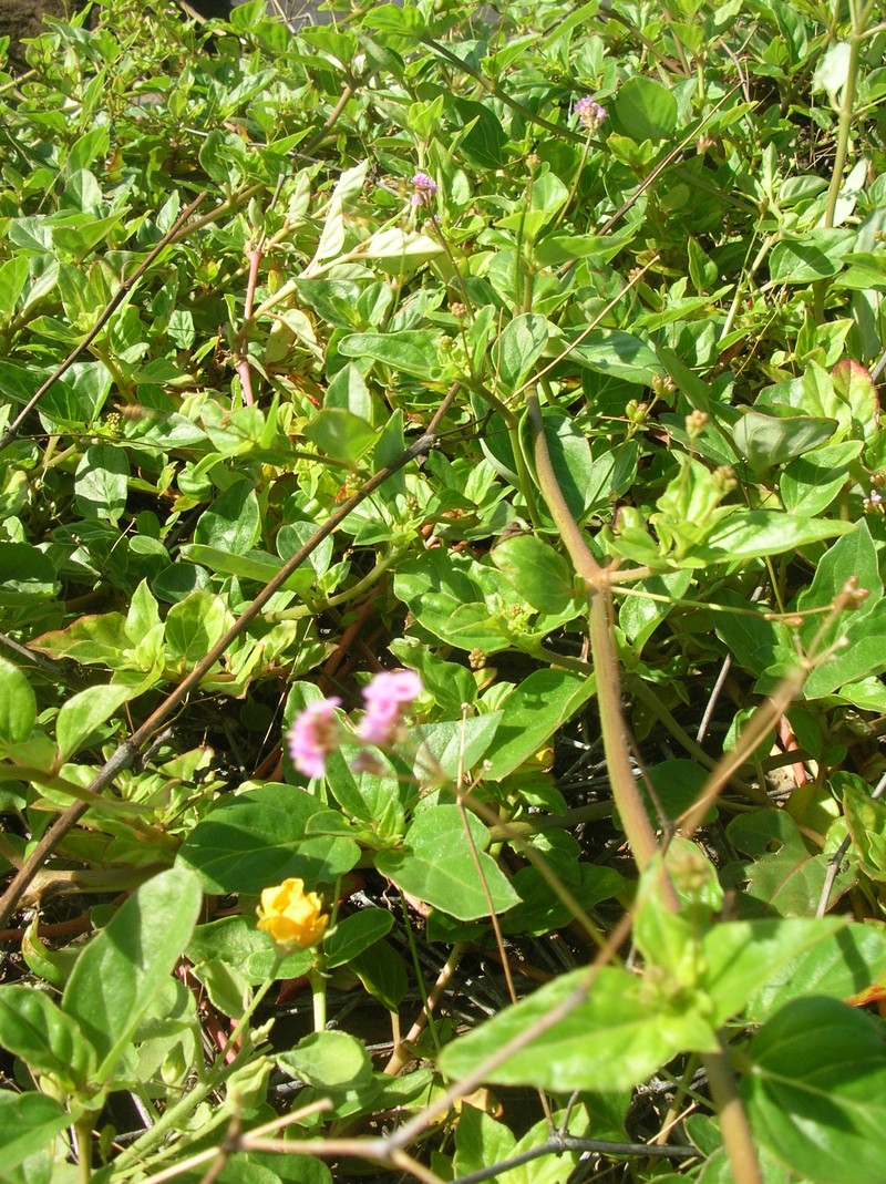 Sharp-Leaf Spiderling