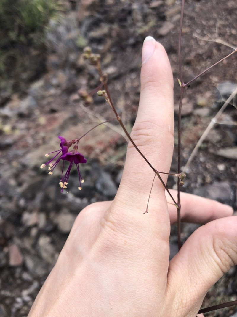 Wineflower