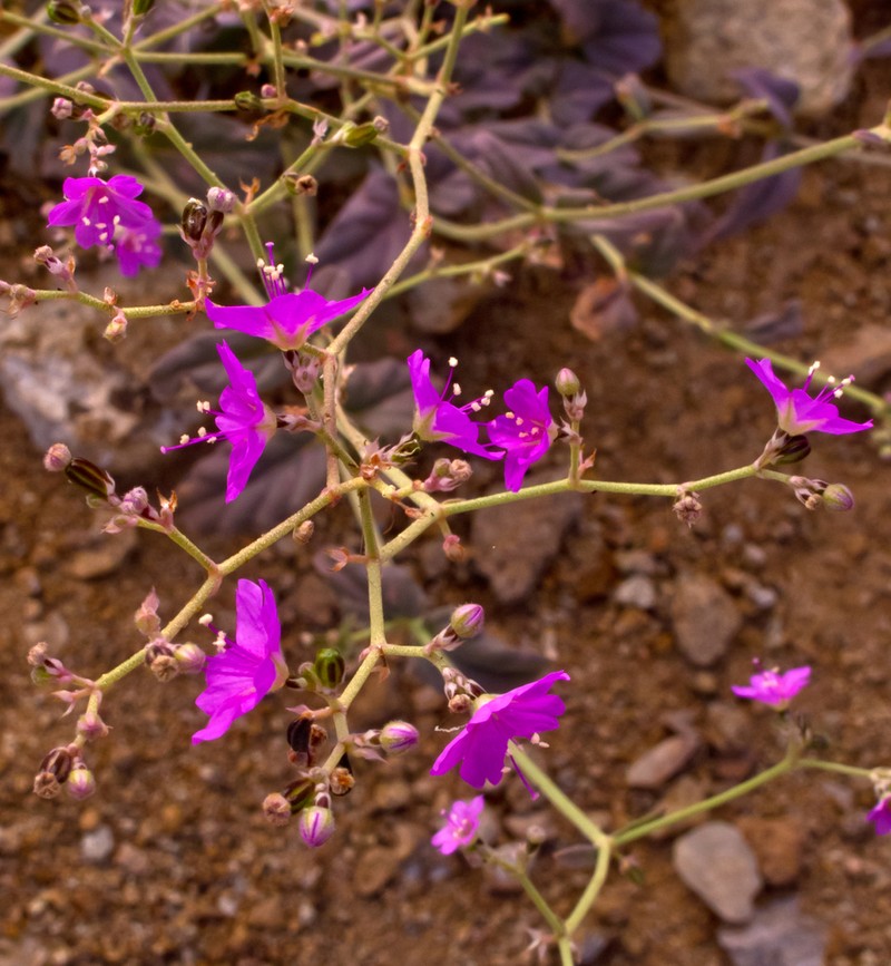 Wineflower photo 4