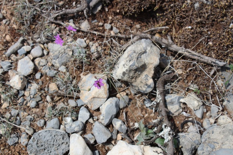 Wineflower photo 6