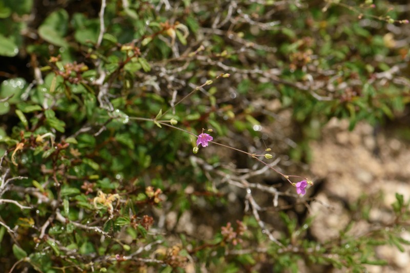 Mathis' Spiderling photo 2