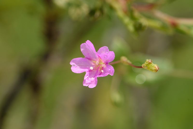 Mathis' Spiderling photo 4