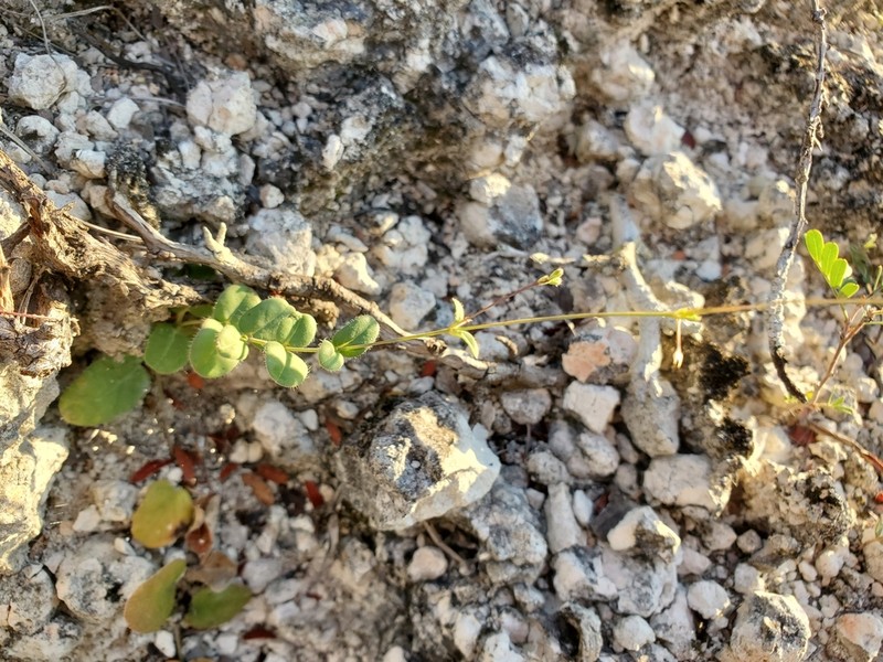Mathis' Spiderling photo 5