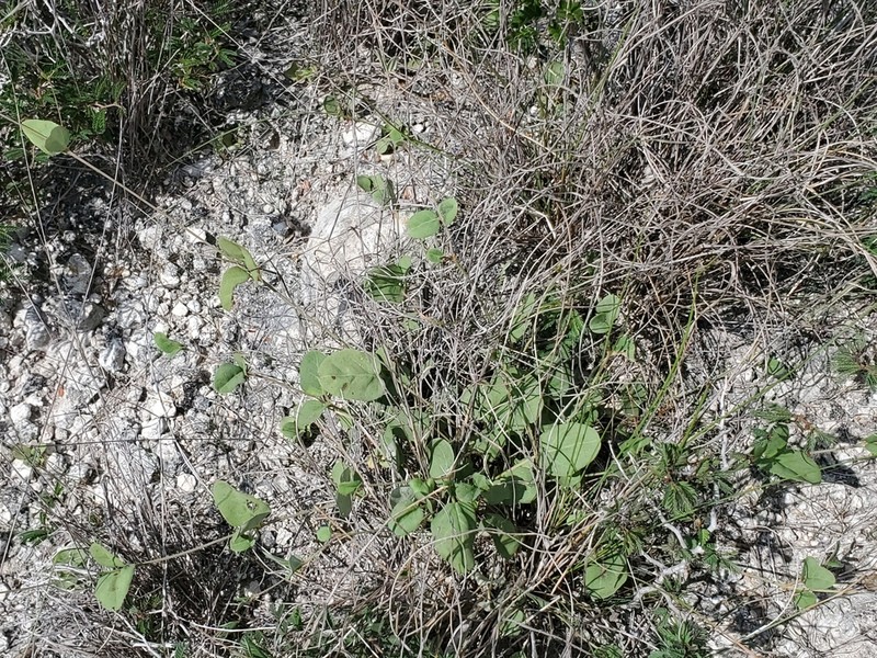 Mathis' Spiderling photo 6