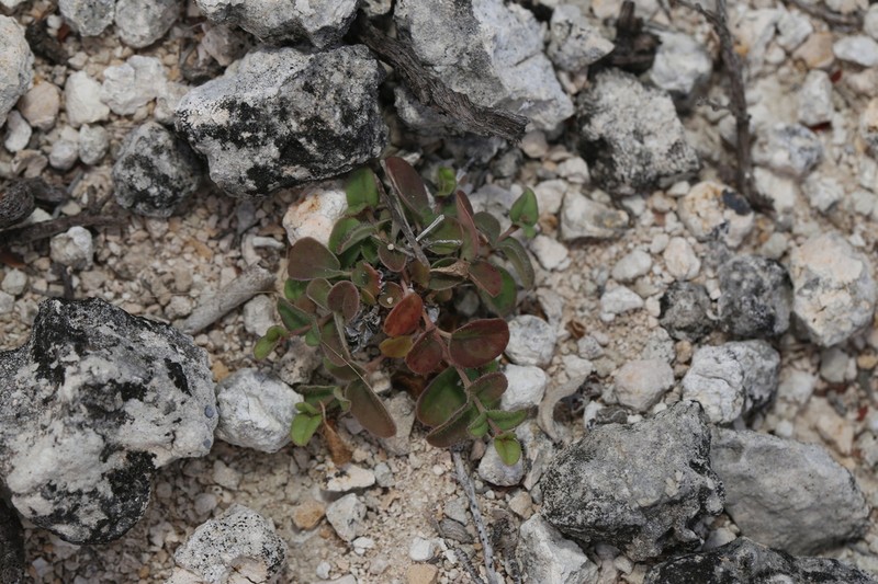 Mathis' Spiderling photo 7