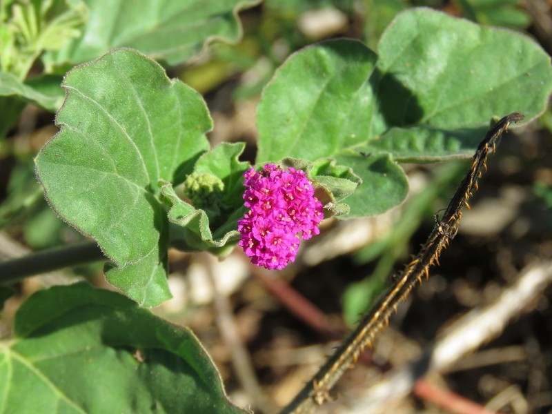 Scarlet Spiderling photo 7