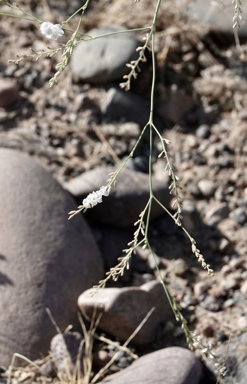 Coulter'S Spiderling photo 4