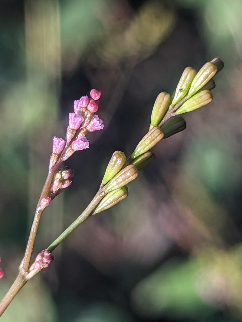 Boerhavia coulteri var. coulteri photo 2
