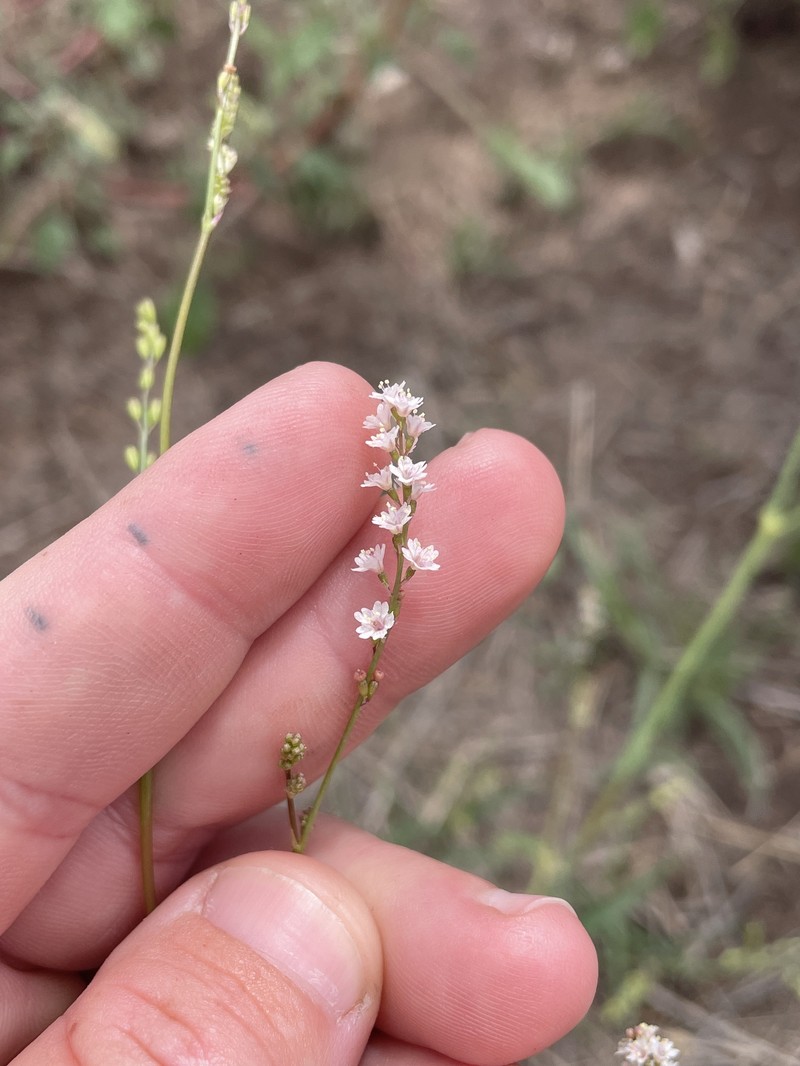 Boerhavia coulteri var. coulteri photo 3