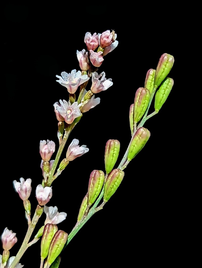 Boerhavia coulteri var. coulteri photo 4