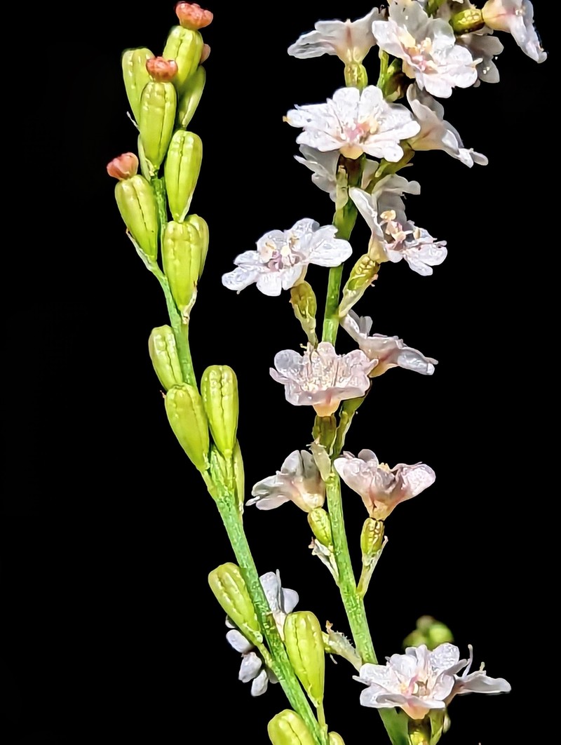 Boerhavia coulteri var. coulteri photo 5
